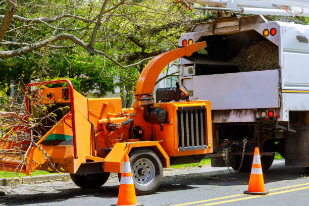 Best Tree Cutting Near Me  in New Rochelle, NY